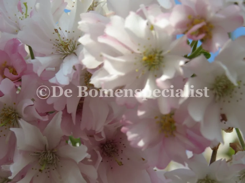 Prunus Accolade (Sierkers) GROTE BOOM-2