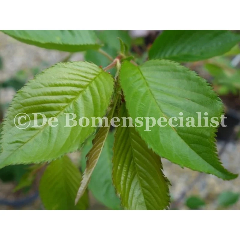 Prunus Accolade (Sierkers) GROTE BOOM-4