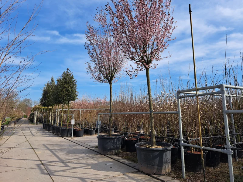 Prunus Cerasifera Nigra (Sierpruim) GROTE BOOM-2