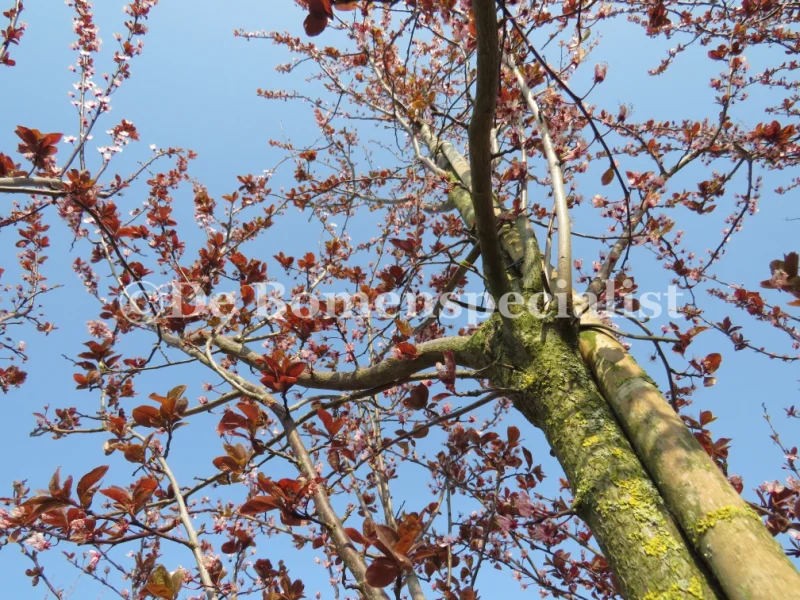 Prunus Cerasifera Nigra (Sierpruim) GROTE BOOM-4