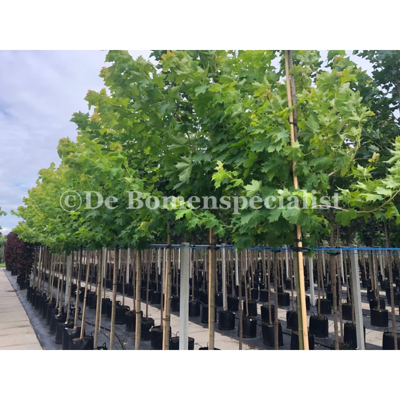 Acer Platanoides Princeton Gold (Noorse Esdoorn)-1