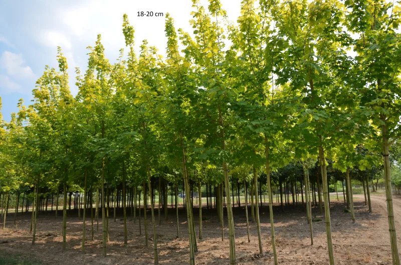Acer Platanoides Princeton Gold (Noorse Esdoorn)
