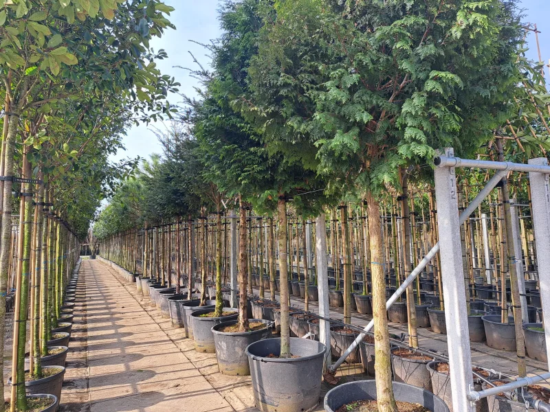 Thuja Plicata Atrovirens Boom (Conifeer op stam)-1