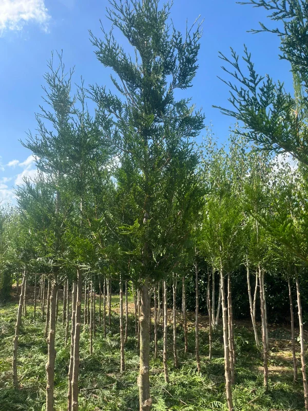 Thuja Plicata Atrovirens Boom (Conifeer op stam)-2