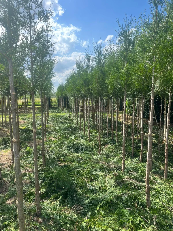 Thuja Plicata Atrovirens Boom (Conifeer op stam)-3