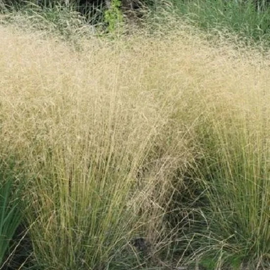 Deschampsia cespitosa 'Goldschleier' (Smele)