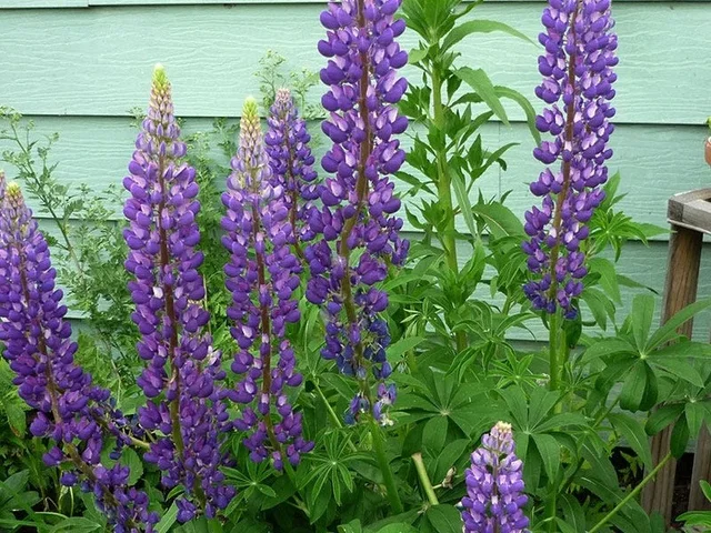 Lupinus 'Gallery Blue' (Lupine)