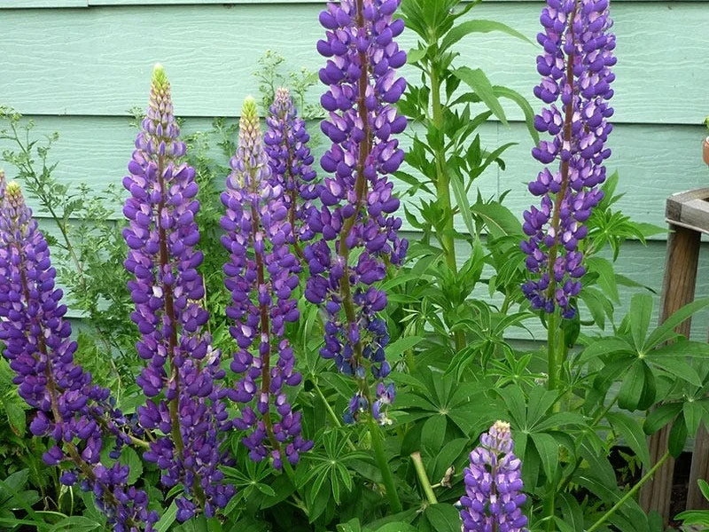 Lupinus 'Gallery Blue' (Lupine)