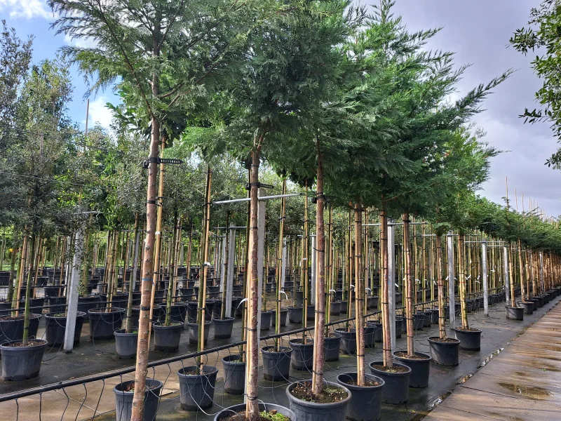 Cupressocyparis Leylandii (Coniferenboom)-1
