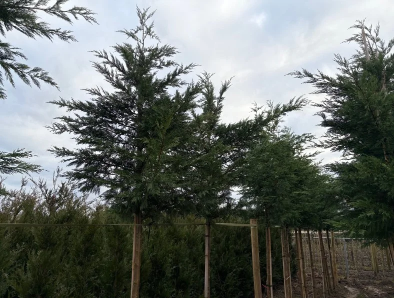 Cupressocyparis Leylandii (Coniferenboom)-2
