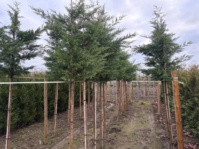Cupressocyparis Leylandii (Coniferenboom)-3