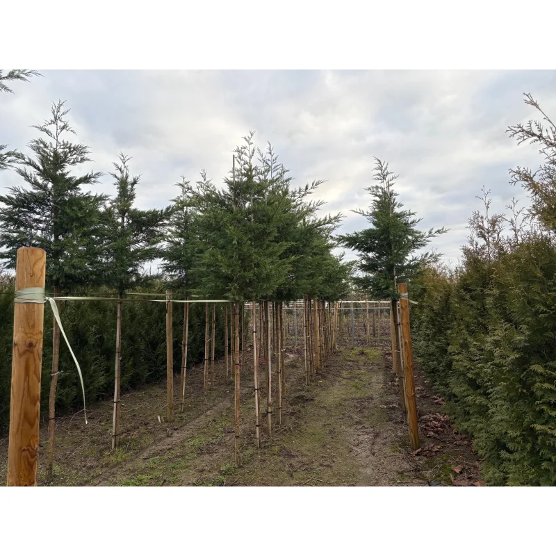 Cupressocyparis Leylandii (Coniferenboom)-4