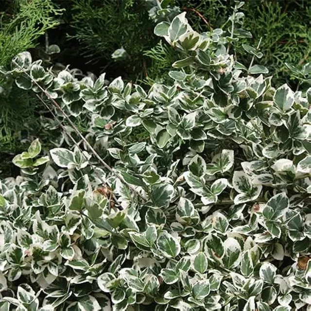 Euonymus fortunei ‘Harlequin’