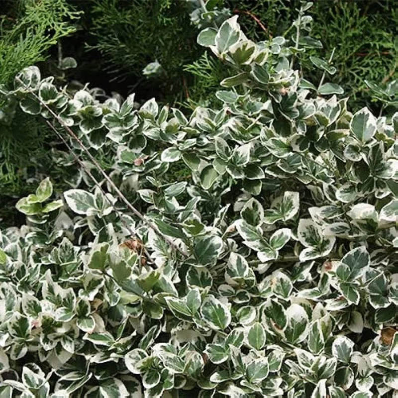 Euonymus fortunei ‘Harlequin’