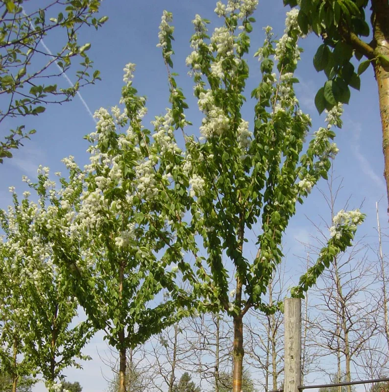 Prunus Maackii Amber Beauty (Japanse Sierkers) GROTE BOOM-2