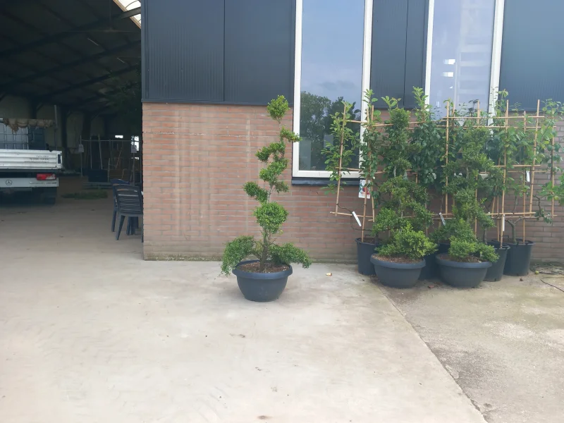 Ilex Crenata Stokes Bonsai-1