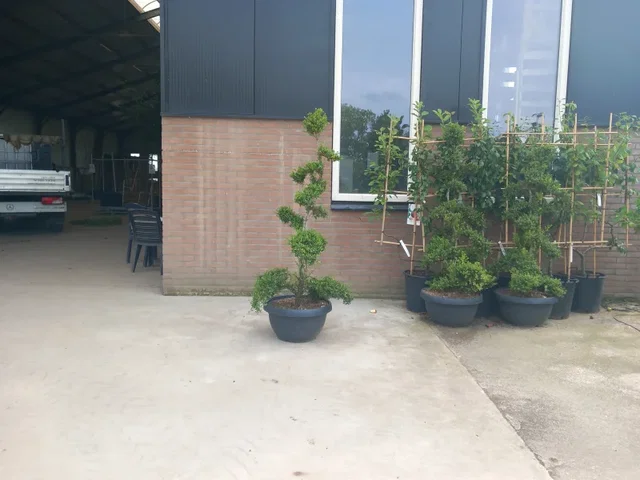 Ilex Crenata Stokes Bonsai Ilex Crenata Stokes Bonsai