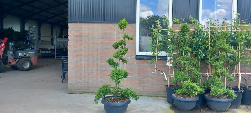 Ilex Crenata Stokes Bonsai