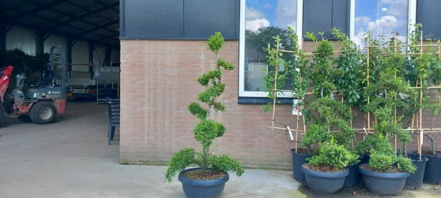 Ilex Crenata Stokes Bonsai Ilex Crenata Stokes Bonsai