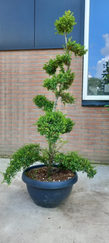 Ilex Crenata Stokes Bonsai-3