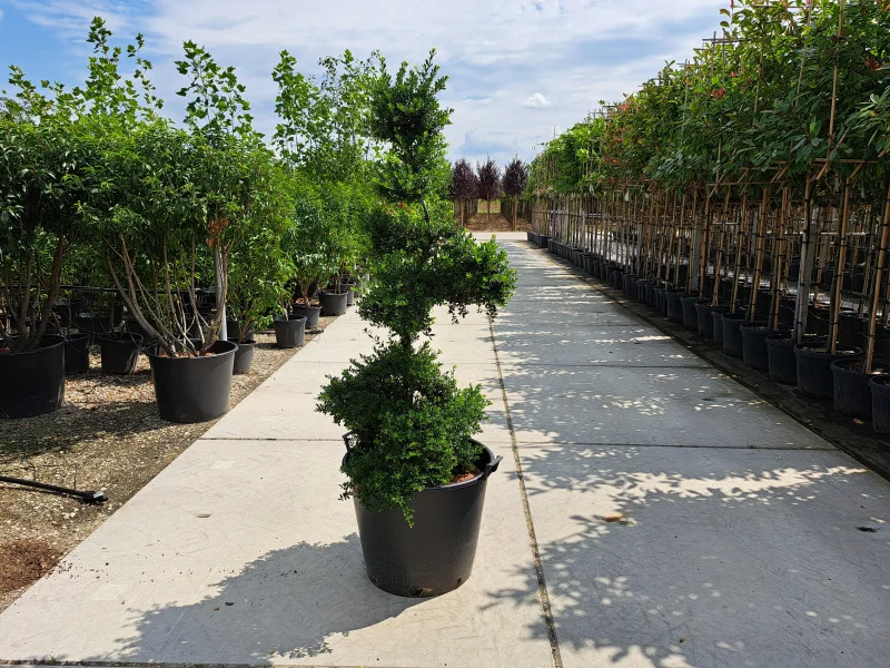 Ilex Crenata Stokes Bonsai-4