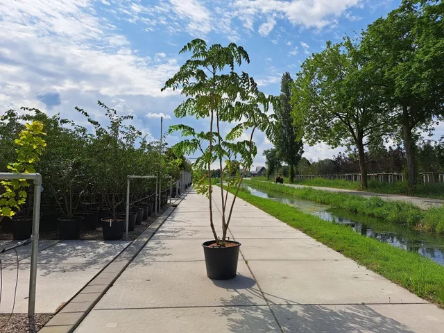 Aralia Elata Meerstammig (Duivelswandelstok)