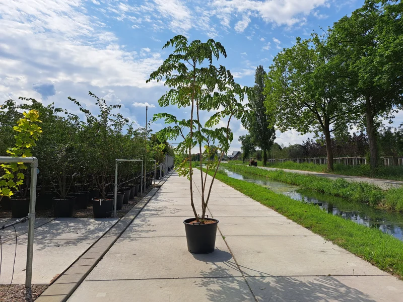 Aralia Elata Meerstammig (Duivelswandelstok)