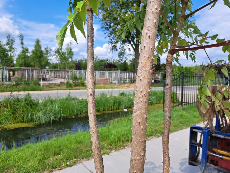Aralia Elata Meerstammig (Duivelswandelstok)