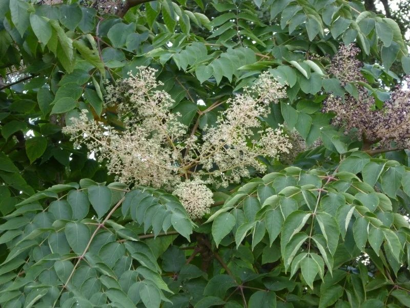 Aralia Elata Meerstammig (Duivelswandelstok)-3
