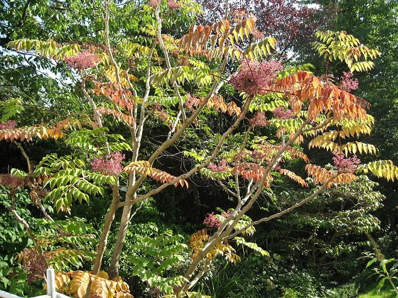 Aralia Elata Meerstammig (Duivelswandelstok)-4
