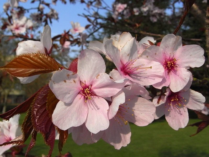 Prunus Sargentii Charles Sargent (Japanse Sierkers) GROTE BOOM-2