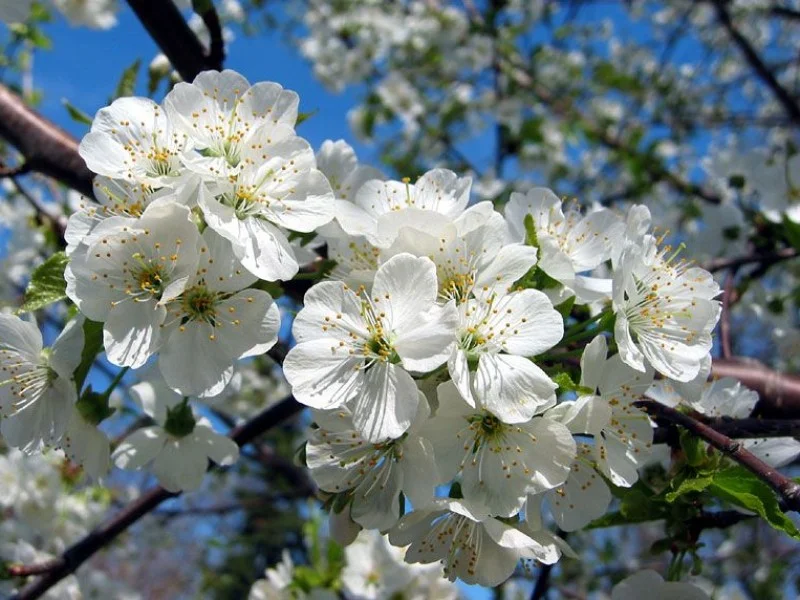 Prunus Serrula (Tibetaanse Sierkers) GROTE BOOM-2