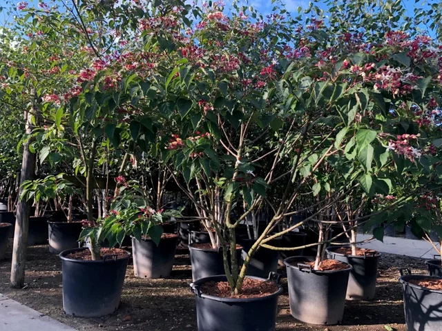 Clerodendrum Trichototum Meerstammig (Kansenboom)
