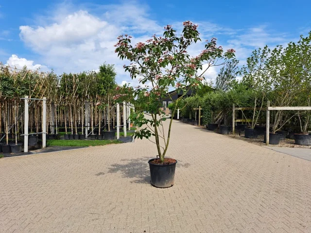 Clerodendrum Trichototum Meerstammig (Kansenboom)