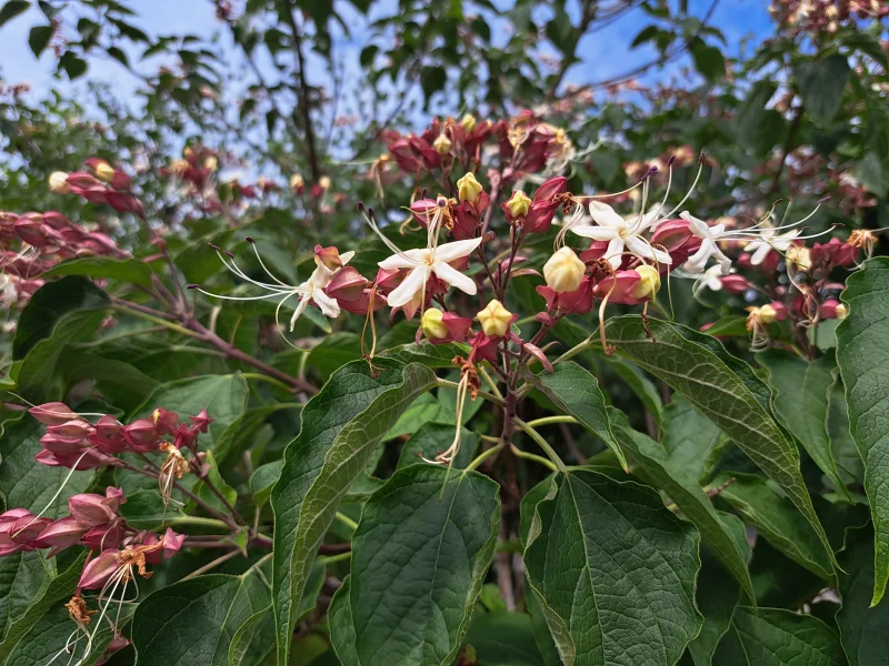 Clerodendrum Trichototum Meerstammig (Kansenboom)-3