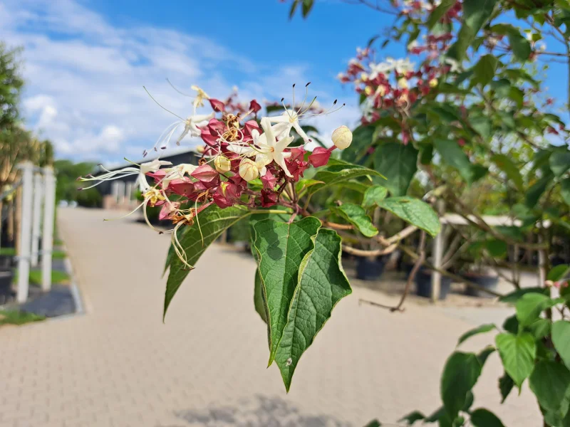 Clerodendrum Trichototum Meerstammig (Kansenboom)-4