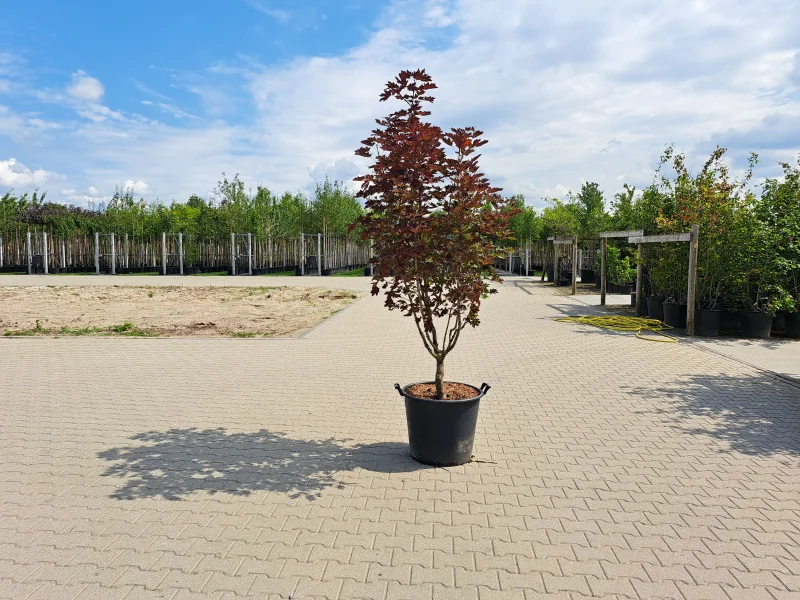 Acer platanoides Crimson Sentry Meerstammig