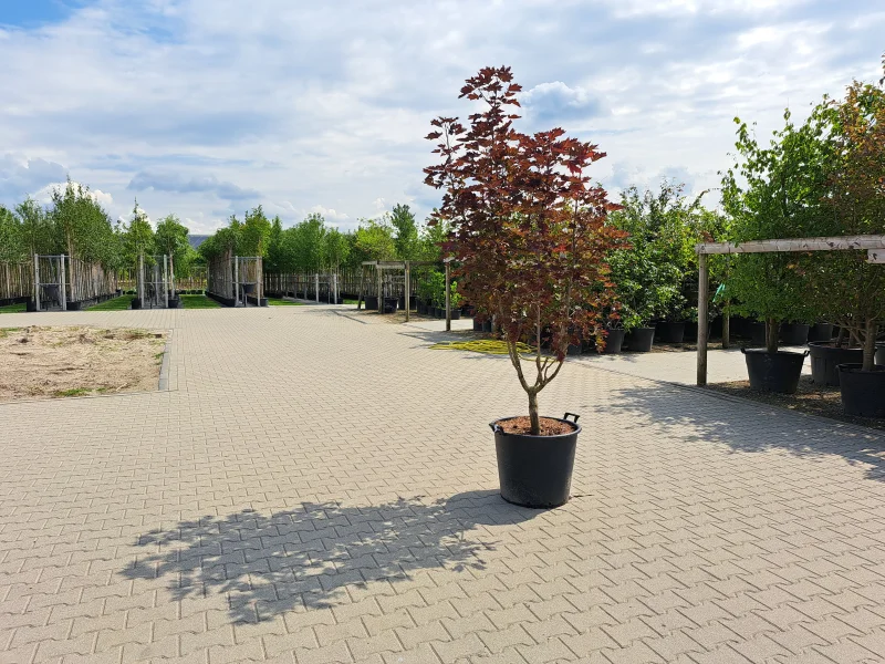 Acer platanoides Crimson Sentry Meerstammig-3