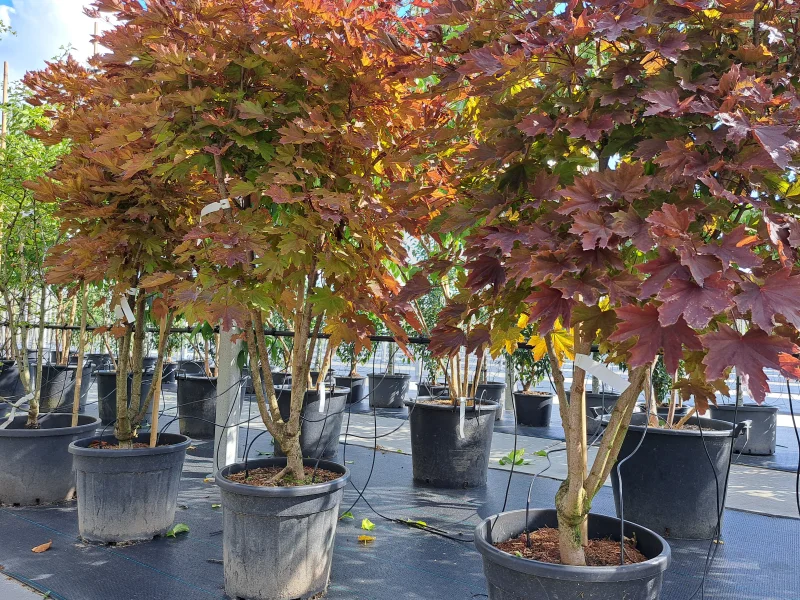 Acer platanoides Crimson Sentry Meerstammig-4