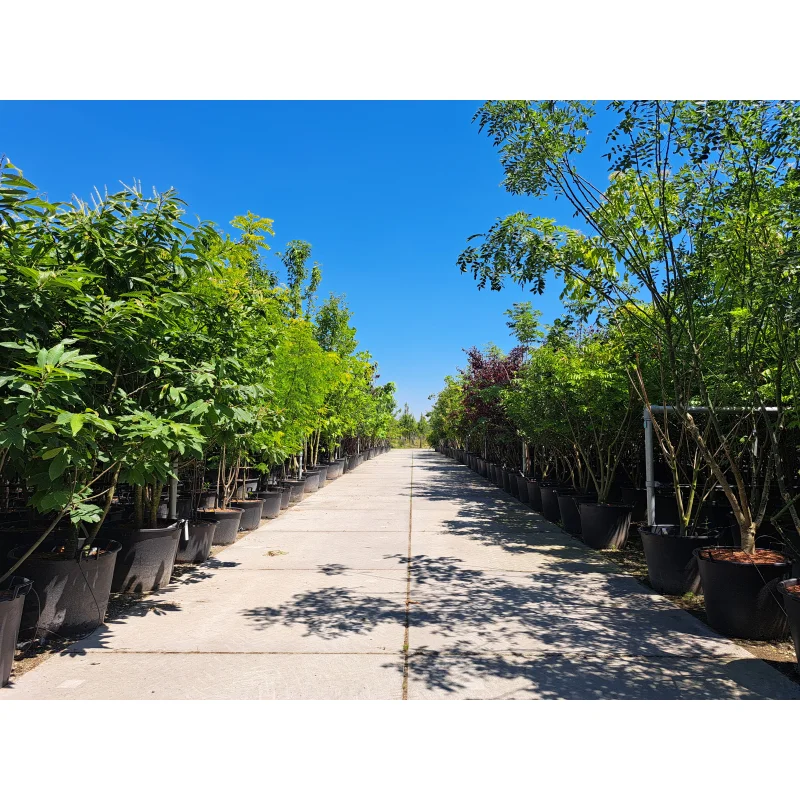 Acer platanoides Crimson Sentry Meerstammig-6