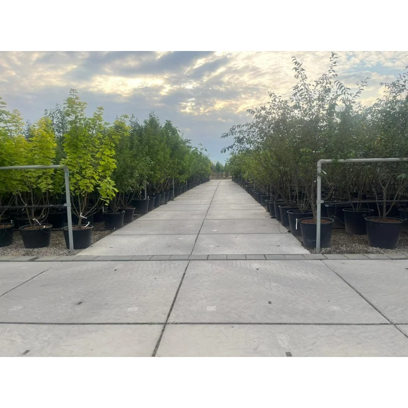 Acer platanoides Crimson Sentry Meerstammig-7