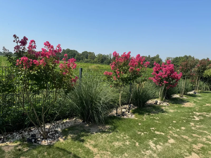 Lagerstroemia Indica Meerstammig (Roze Lagerstroemia)-1