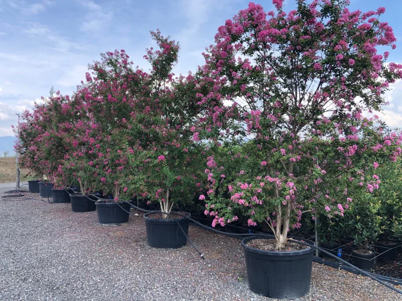 Lagerstroemia Indica Meerstammig (Roze Lagerstroemia)
