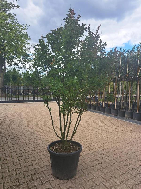 Lagerstroemia Indica Meerstammig (Roze Lagerstroemia)-4