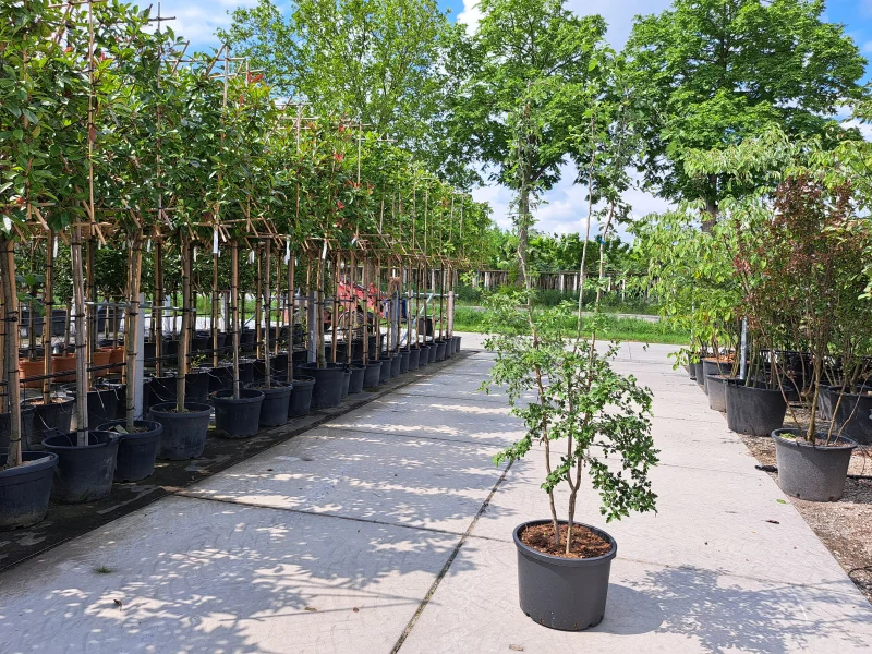 Crataegus Succulenta Jubilee meerstammig (Meidoorn)-1