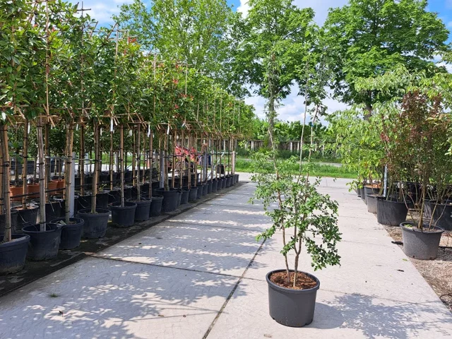 Crataegus Succulenta Jubilee meerstammig (Meidoorn)