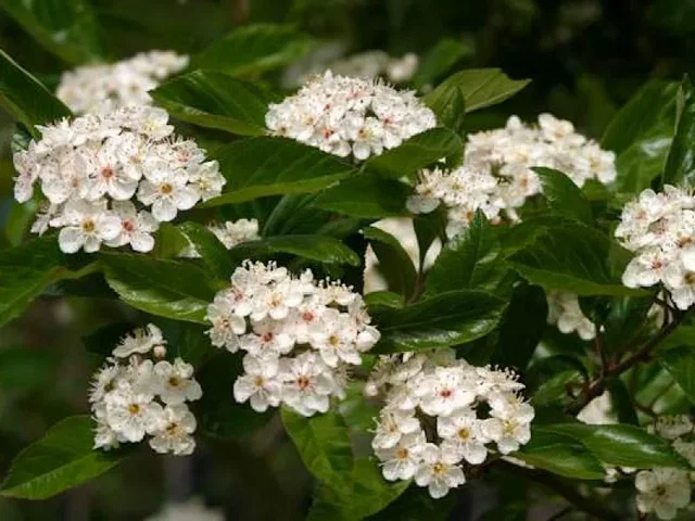 Crataegus Succulenta Jubilee meerstammig (Meidoorn)