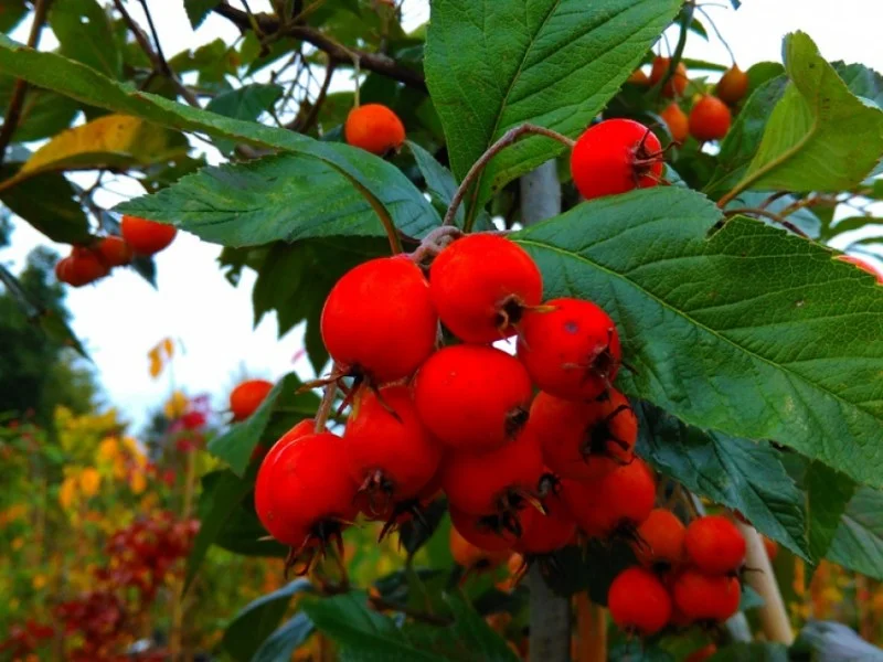 Crataegus Succulenta Jubilee meerstammig (Meidoorn)-3