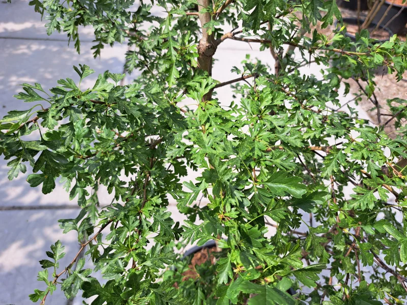 Crataegus Succulenta Jubilee meerstammig (Meidoorn)-4
