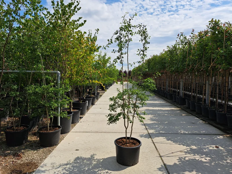 Crataegus Succulenta Jubilee meerstammig (Meidoorn)-5